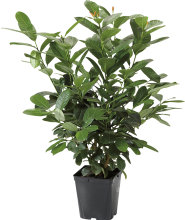 Kirsebærlaurbær 18 cm potte